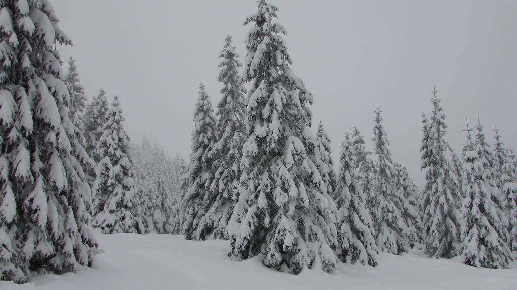 Fewo Harz Haennig 1 Wieda المظهر الخارجي الصورة