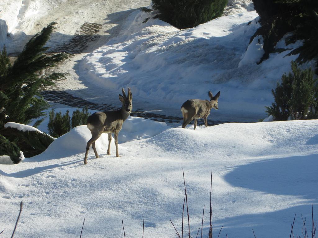 Fewo Harz Haennig 1 Wieda المظهر الخارجي الصورة